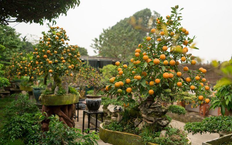 Cây quất bonsai nhỏ gọn, tinh tế, thường được chọn để trưng bày trong văn phòng dịp Tết